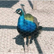 ΔΙΧΤΥ 6ΓΩΝΟ ΓΑΛΒ.ΠΡΑΣΙΝ.0.5X5M 9070