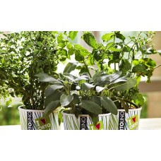 ORTOLINO ΒΟΛΒΟΙ ΦΑΓΩΣΙΜΟΙ